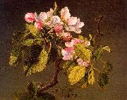 Martin Johnson Heade Apple Blossoms oil painting picture wholesale